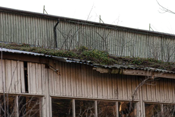 Musgo Grama Árvores Pequenas Que Crescem Telhado Edifício Industrial Velho — Fotografia de Stock