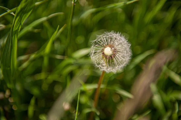 Taraxacum Cabeza Semilla Diente León Hierba Verde — Foto de Stock