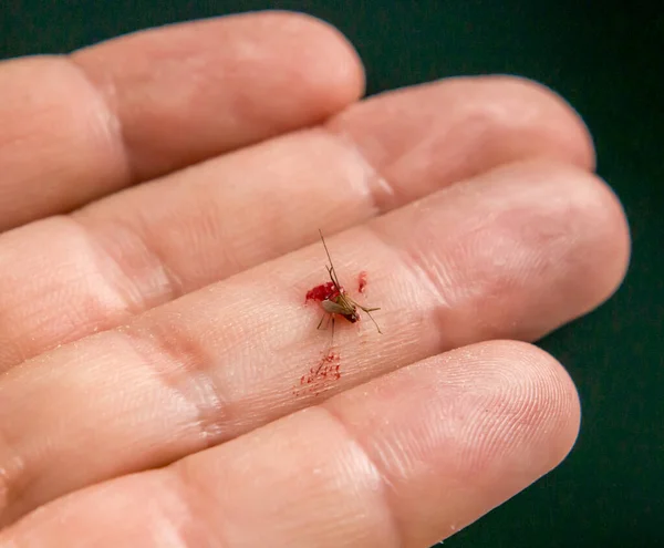 Mosquito Recém Executado Contendo Sangue Humano — Fotografia de Stock