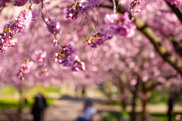 Cerejeiras Florescem Primavera — Fotografia de Stock