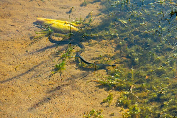 Grasslang Natrix Natrix Zwemmen Een Zonnig Meer — Stockfoto