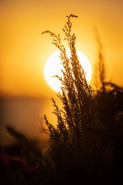 Sıcak akşam ışığında vahşi çim siluetlerinin ardında altın gün batımı