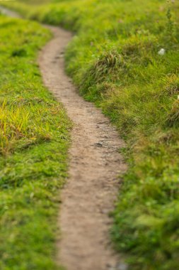 Yeşil çim tarlasında toprak yolu daralt