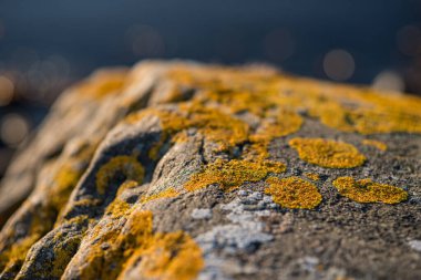 Deniz kenarındaki kayalarda yetişen sarı liken yakınlaşması