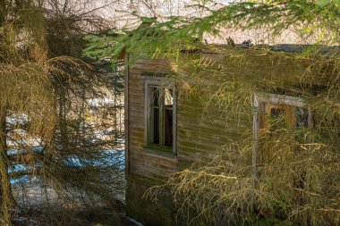 Çam ağaçlarıyla gizlenmiş terk edilmiş bir ev.