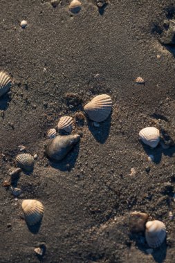 Deniz kabukları ve çakıl taşları koyu kumlara saçılmış.