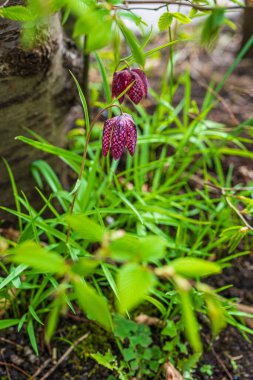 Ormanda kareli mor sürtünme çiçekleri