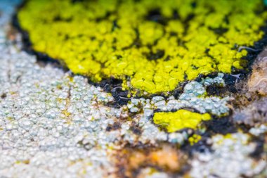Yıpranmış kaya yüzeyinde canlı liken