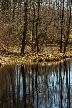 Durgun orman suyuna yansıyan yapraksız ağaçlar