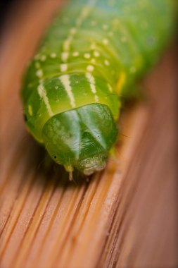 Canlı yeşil tırtılın Macro fotoğrafı.