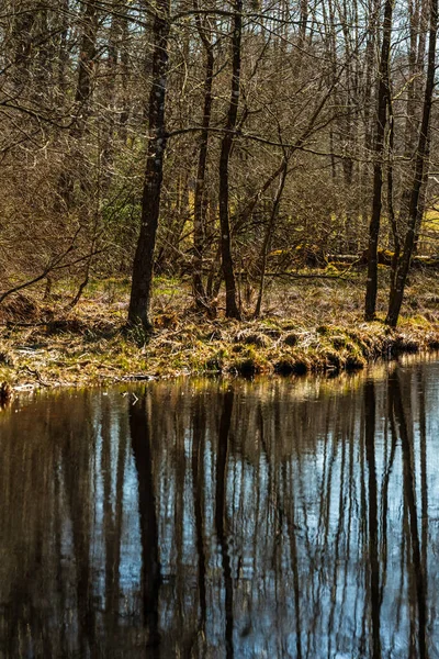 Durgun orman suyuna yansıyan yapraksız ağaçlar
