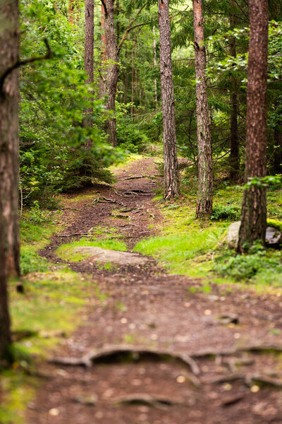 Small forest path covered in tree roots