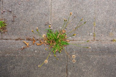 Karahindiba otları kaldırım çatlaklarında büyüyor.