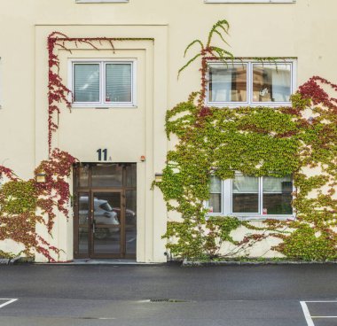 Yeşil tırmanma sarmaşığıyla kaplı bina cephesi