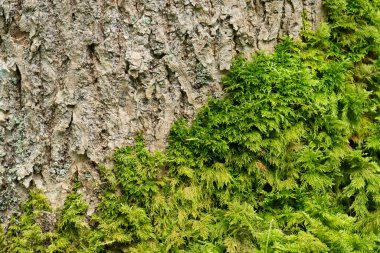 Ağaçtaki yosun ayrıntılı görünümü