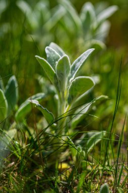 Genç yeşil bitki yapraklarının Macro manzarası