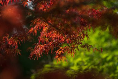 Parlak kırmızı akçaağaç yaprakları bulanık yeşilliğin üzerinde