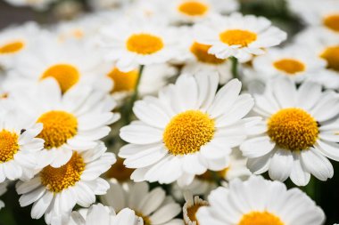 Çiçek açan beyaz papatya çiçeklerinin makro fotoğrafı