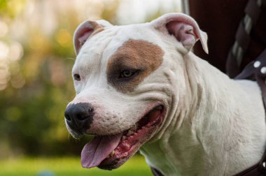 Amerikan Stadyumu Teriyeri. Açık havada yakın plan.