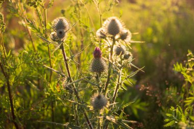 Devedikeni güneş ışığında dikenli dikenlerle kapatın.