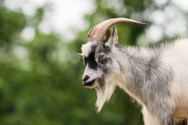 Boynuzlu siyah beyaz keçi yakınlaşması
