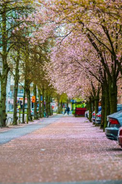 Şehir caddesi çiçek açan kiraz ağaçlarıyla dolu.