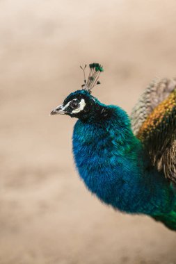 Yükseltilmiş ibikli canlı mavi tavus kuşu