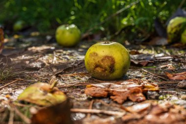 Sonbahar ışığında orman zeminine düşmüş çürük elmalar.