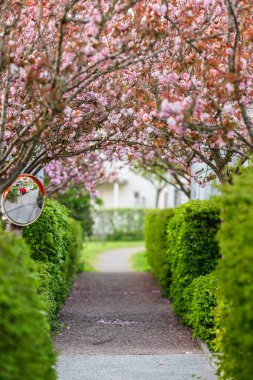 Kiraz çiçekli tepe örtüsü yol boyunca kıvrılıyor