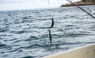 Okyanusta iki balık oltaya takıldı.
