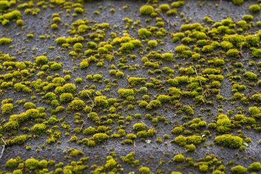 Çatıda büyüyen yeşil yosun