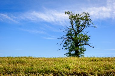 Tek bir ağaç, Norveç yatay