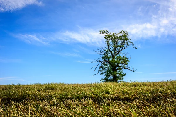 Norwegian landscape with a single tree — Stock Photo, Image