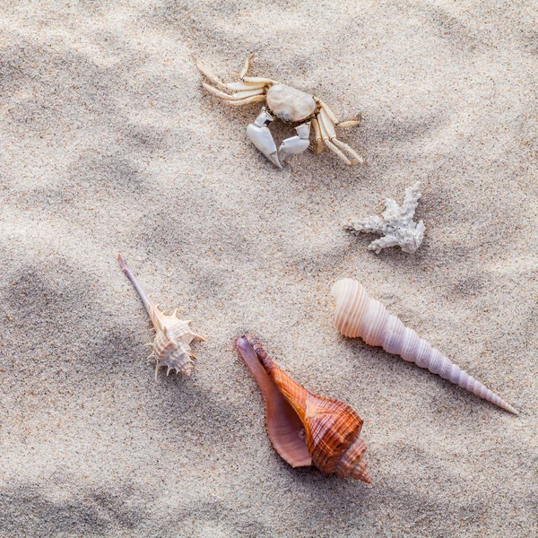 Морские раковины, морская звезда и краб на пляже песка для лета и пляжа — стоковое фото