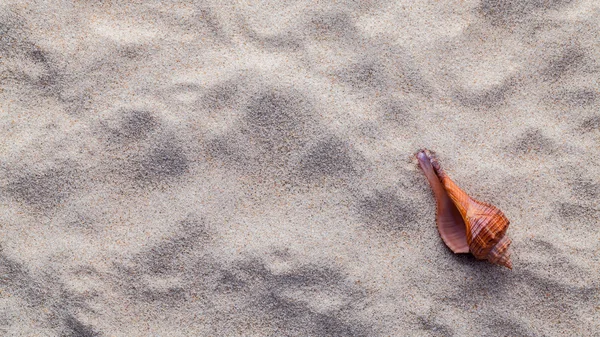 Conchas do mar, estrelas do mar e caranguejo na areia da praia para o verão e praia — Fotografia de Stock