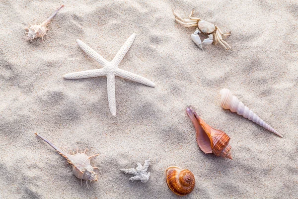 Coquillages de mer, étoiles de mer et crabes sur le sable de la plage pour l'été et la plage — Photo