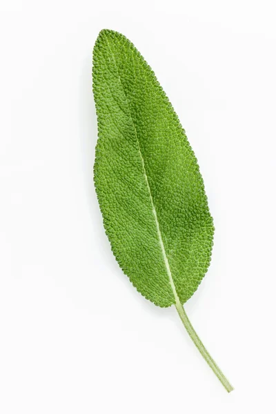 Closeup of single fresh sage leaves isolated on white background — Stock Photo, Image