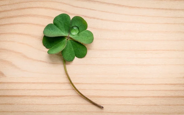 Clovers leaves on wooden background.The symbolic of Four Leaf Cl — Stock Photo, Image