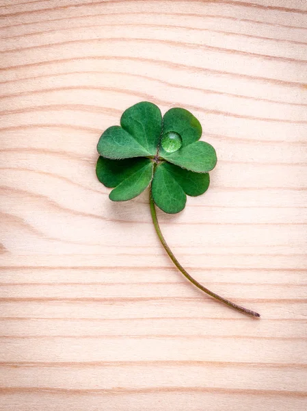 Foglie di trifoglio su fondo di legno.Il simbolo di Four Leaf Cl — Foto Stock