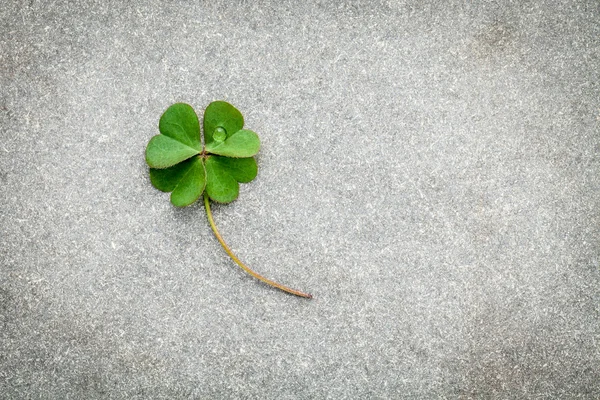 Trevos deixa no fundo de Pedra.O símbolo de Four Leaf Clo — Fotografia de Stock