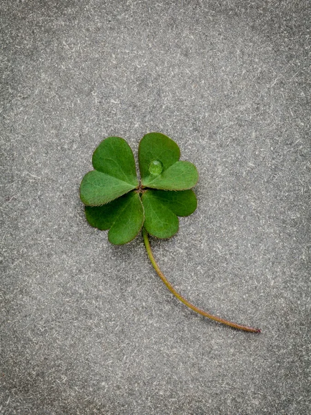 Clovers pozostawia na kamiennym tle. symbolika czterech liści CLO — Zdjęcie stockowe