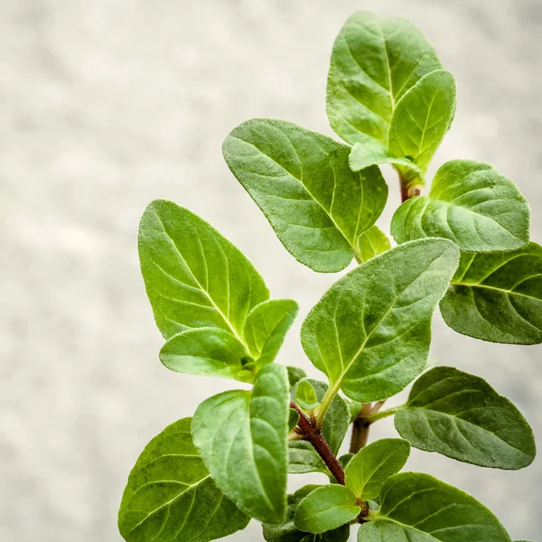 Primer plano hojas de orégano del jardín de hierbas. Hierba fresca de orégano — Foto de Stock