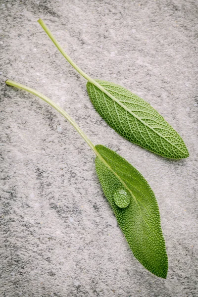 Closeup fresh sage leaves  on stone background. Alternative medi — Stock Photo, Image