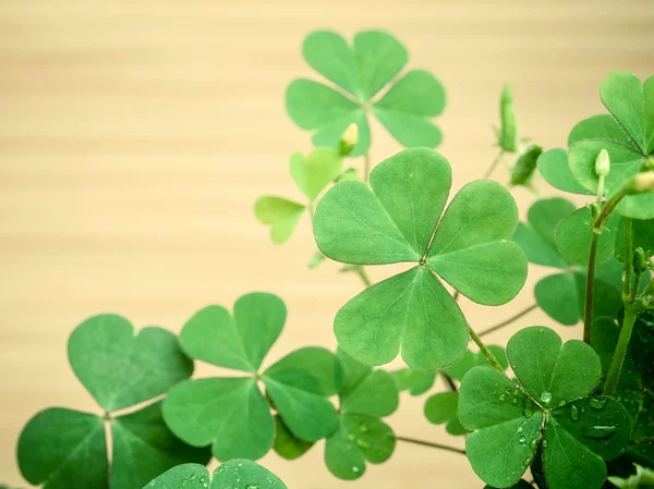 Close up Clovers leaves for background .The symbolic of Clover t — Stock Photo, Image