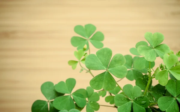 Close up Clovers leaves for background .The symbolic of Clover t — Stock Photo, Image