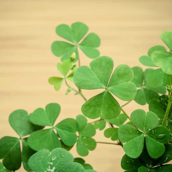 Närbild klöverblad för bakgrund. Den symboliska av klöver t — Stockfoto