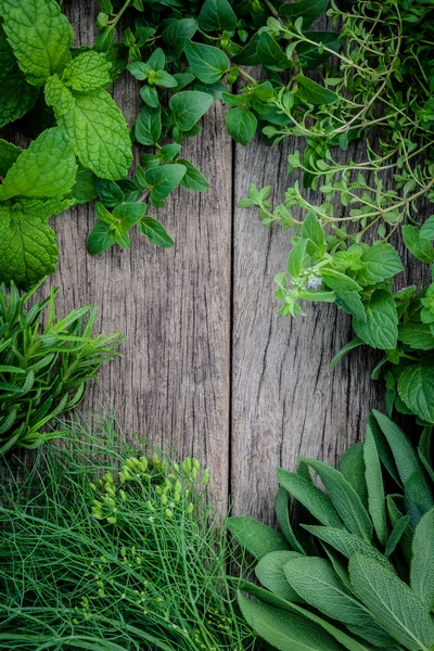 Varias hierbas aromáticas y especias de menta verde de jardín, fenne — Foto de Stock
