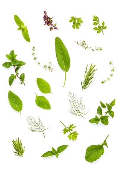Various fresh herbs from the garden holy basil , basil flower ,r — Stock Photo, Image