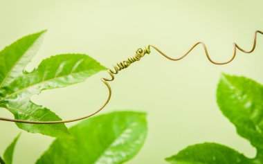 Açık yeşil arka plana bağlı dalında, yakın çekim. Bağlı