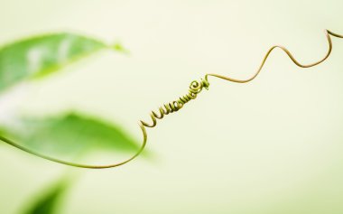 Açık yeşil arka plana bağlı dalında, yakın çekim. Bağlı